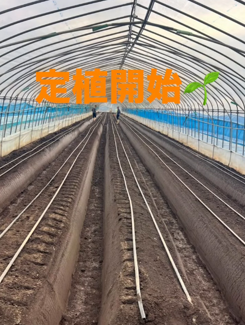 いちご定植開始！