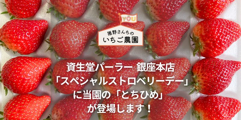 資生堂パーラー 銀座本店で「とちひめ」が登場します！
