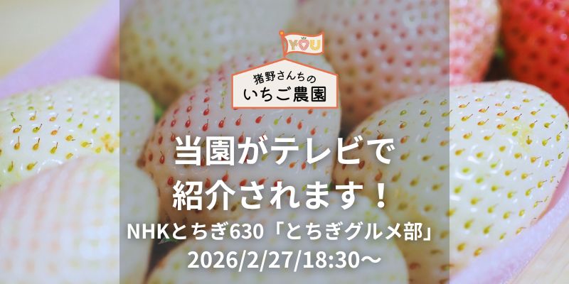 【本日放送!】NHKとちぎ630に猪野さんちのいちご農園が登場します