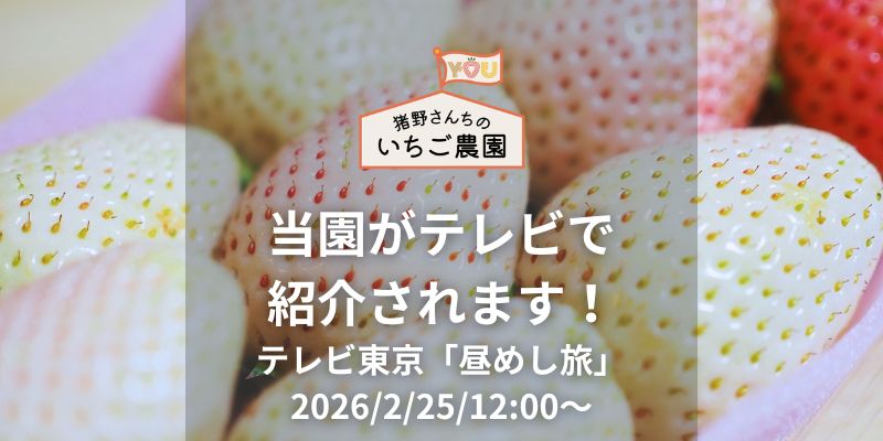 【本日放送!】テレビ東京「昼めし旅」に猪野さんちのいちご農園が登場します