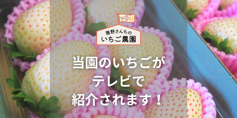 テレビ朝日系列「ザワつく！金曜日」で当園のミルキーベリーが紹介されます！