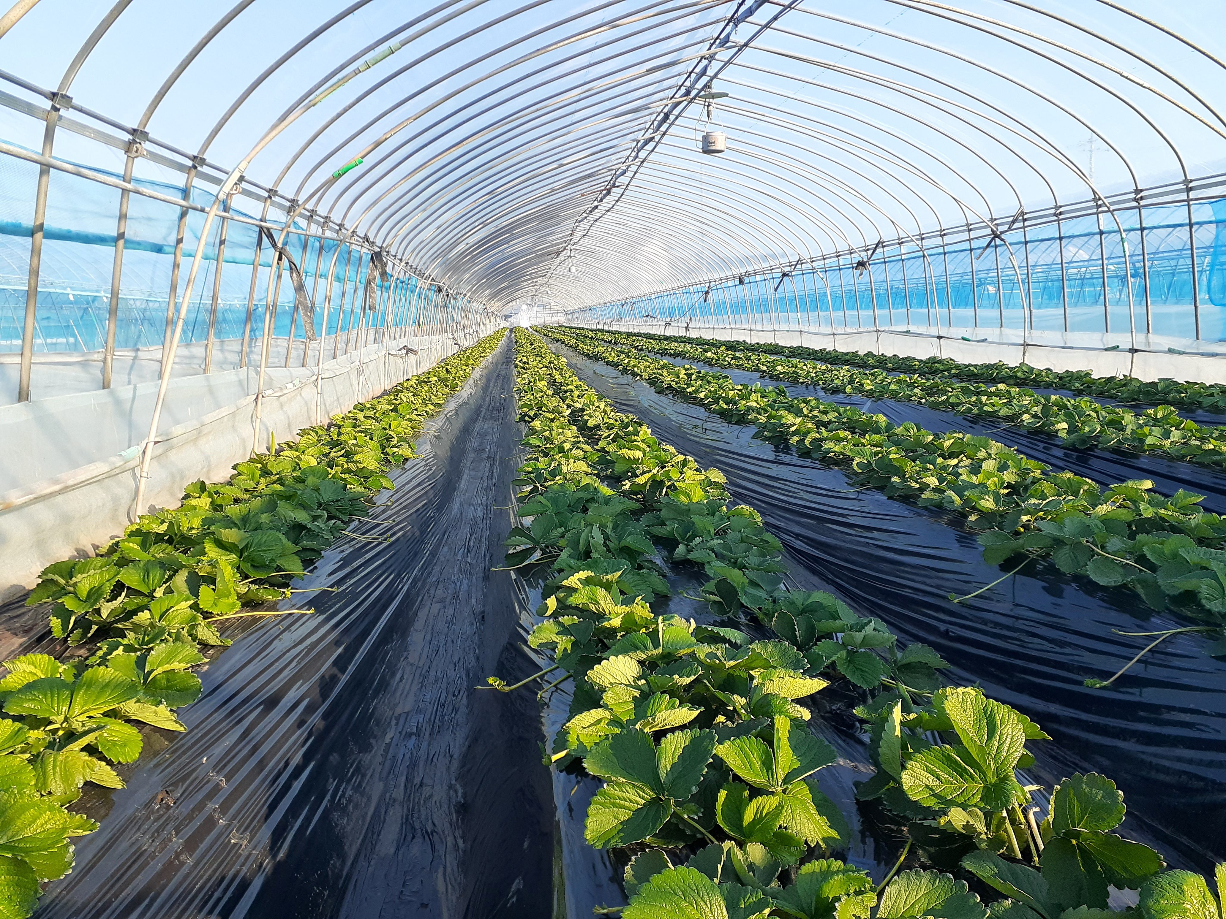 今シーズンのいちごのネット注文受付を11月末から開始予定!