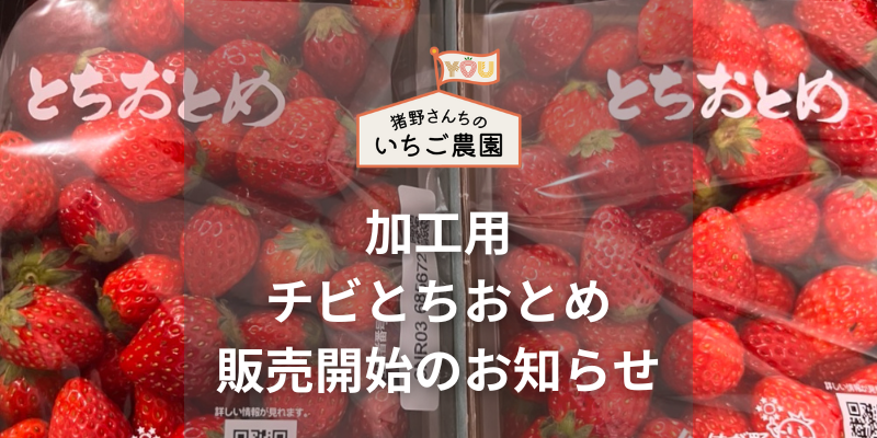 「加工用チビとちおとめ」販売開始のお知らせ