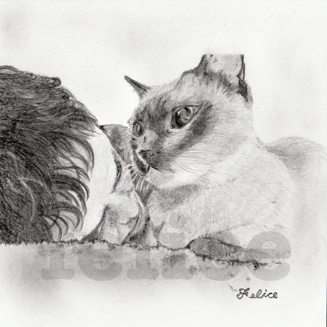 🐾まこちんとネルちん♪