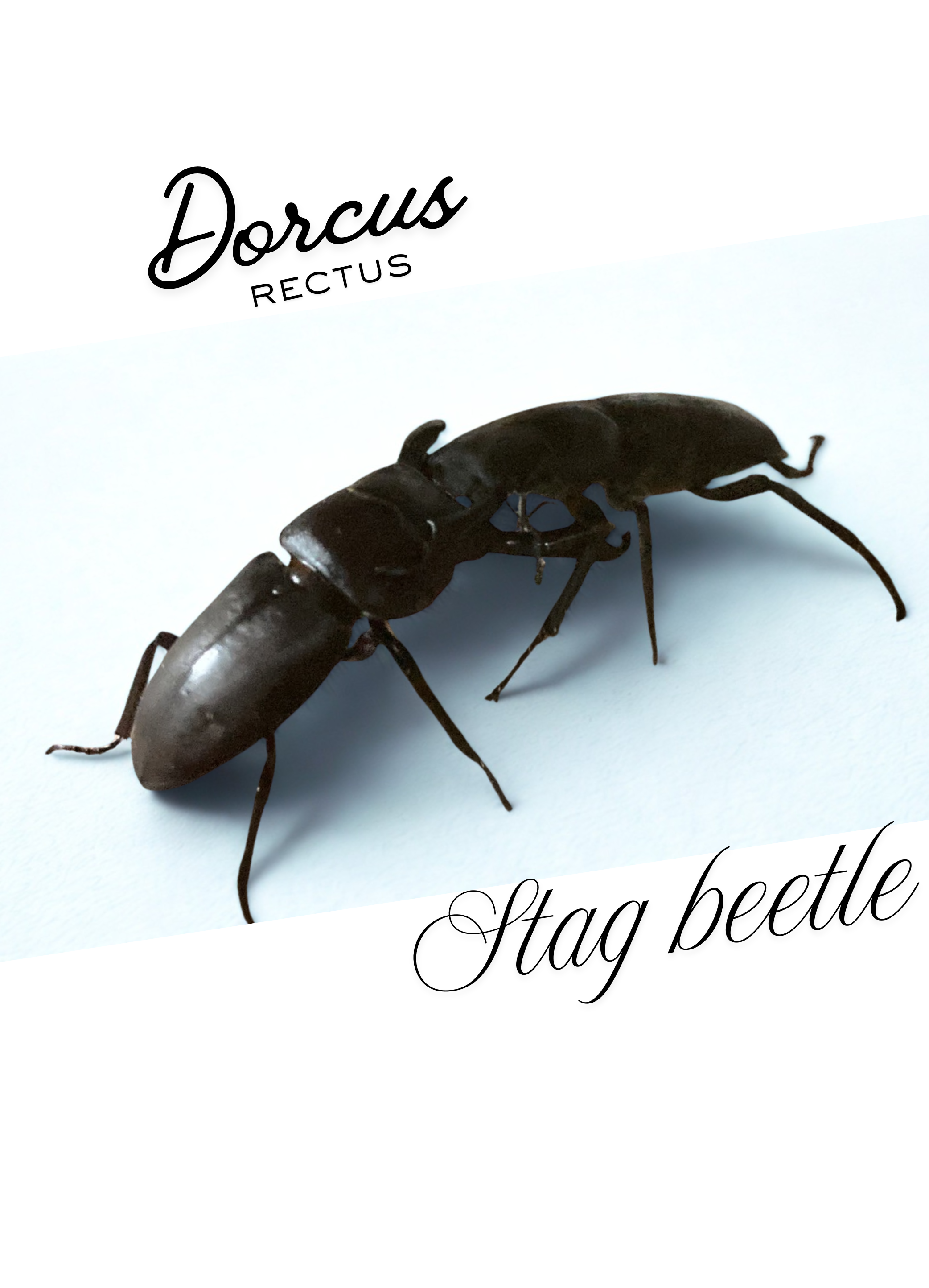 【ネットショップ立ち上げ秘話】クワガタが教えてくれた、人生で一番大切なこと。