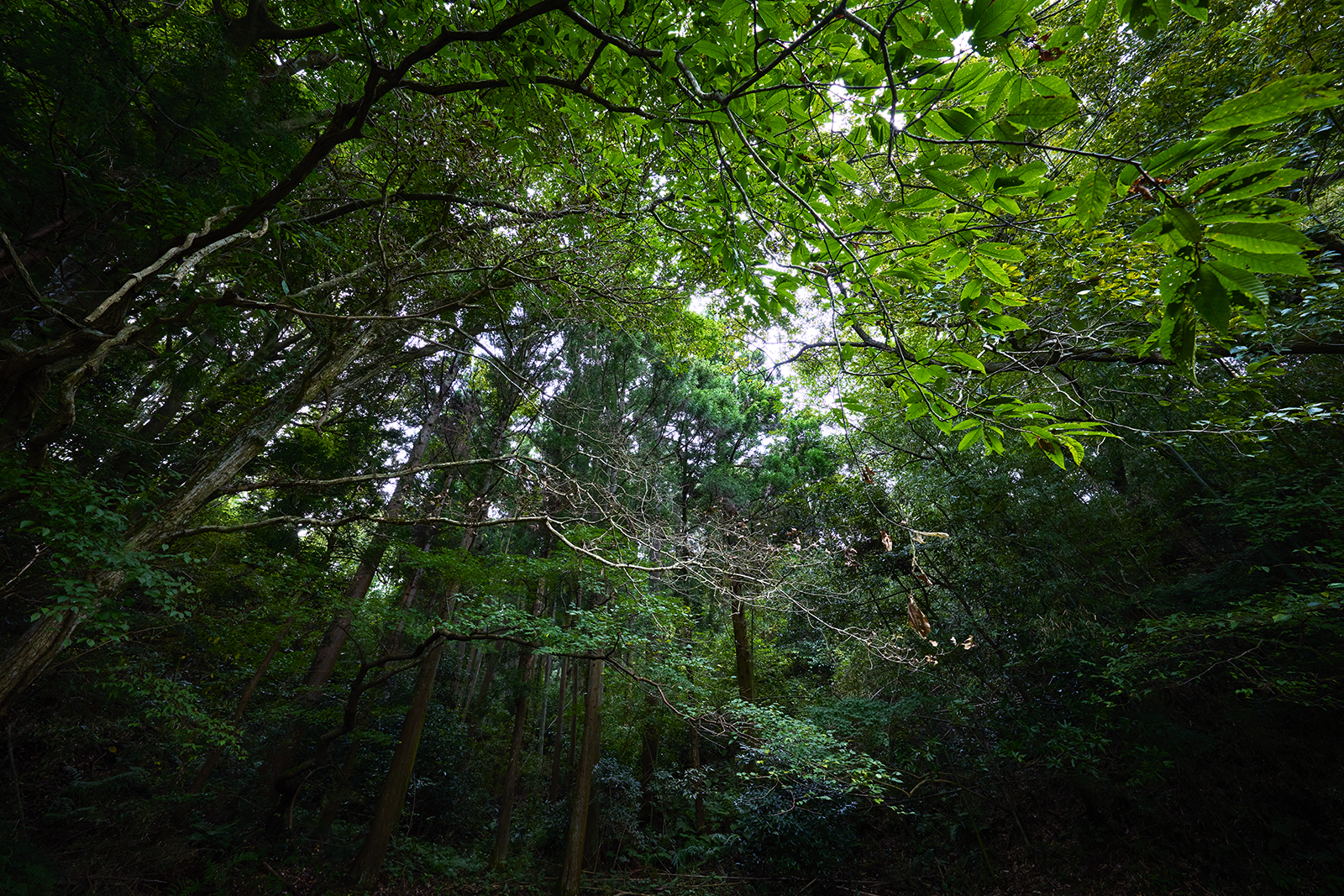 うまい話じゃ、山は動かない。
