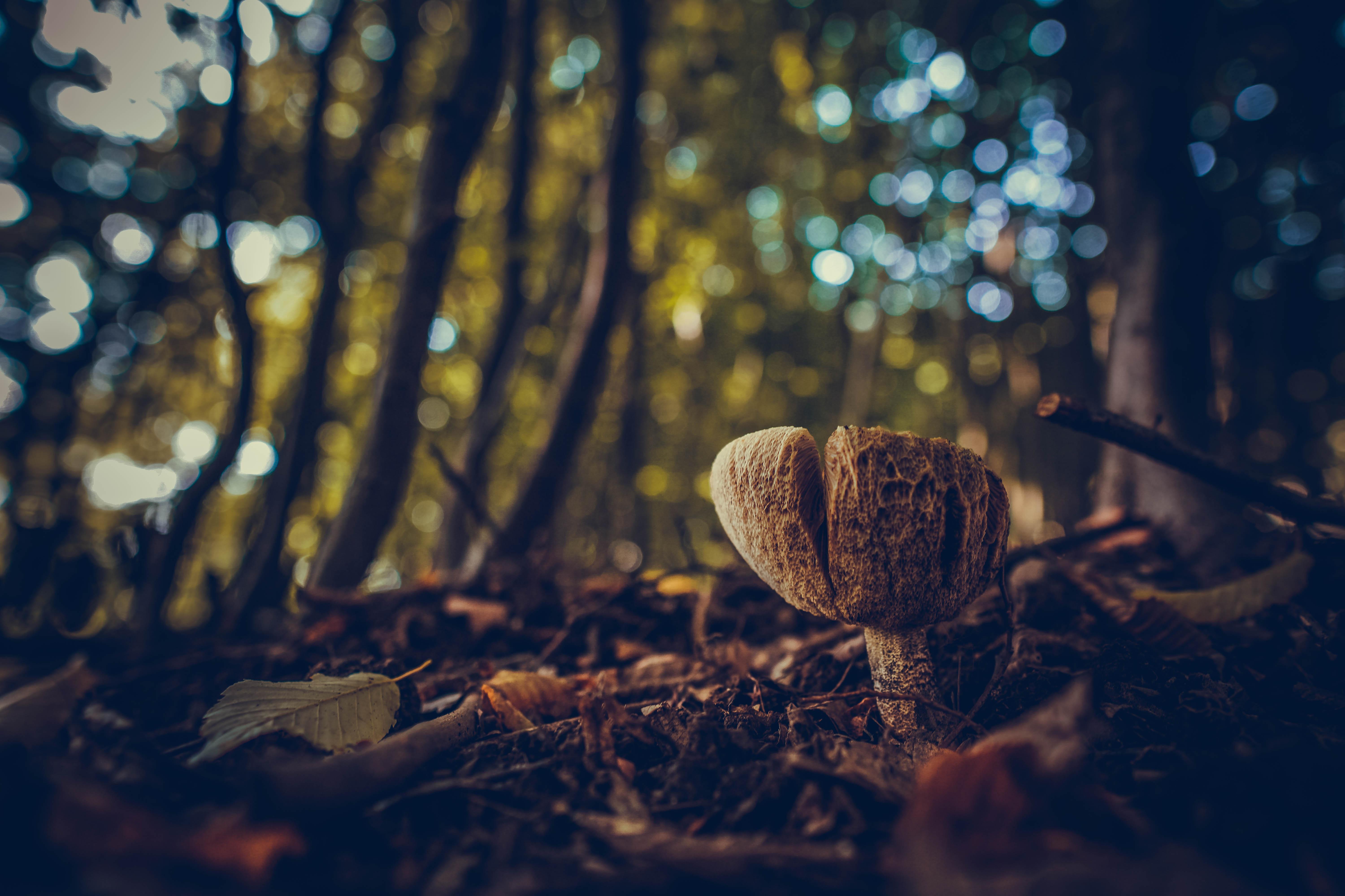 好きじゃないと、語れない。ジビエはなおさら