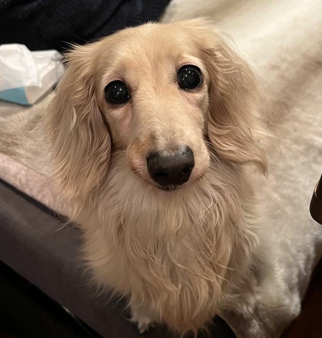 保護犬活動に興味ありますか？