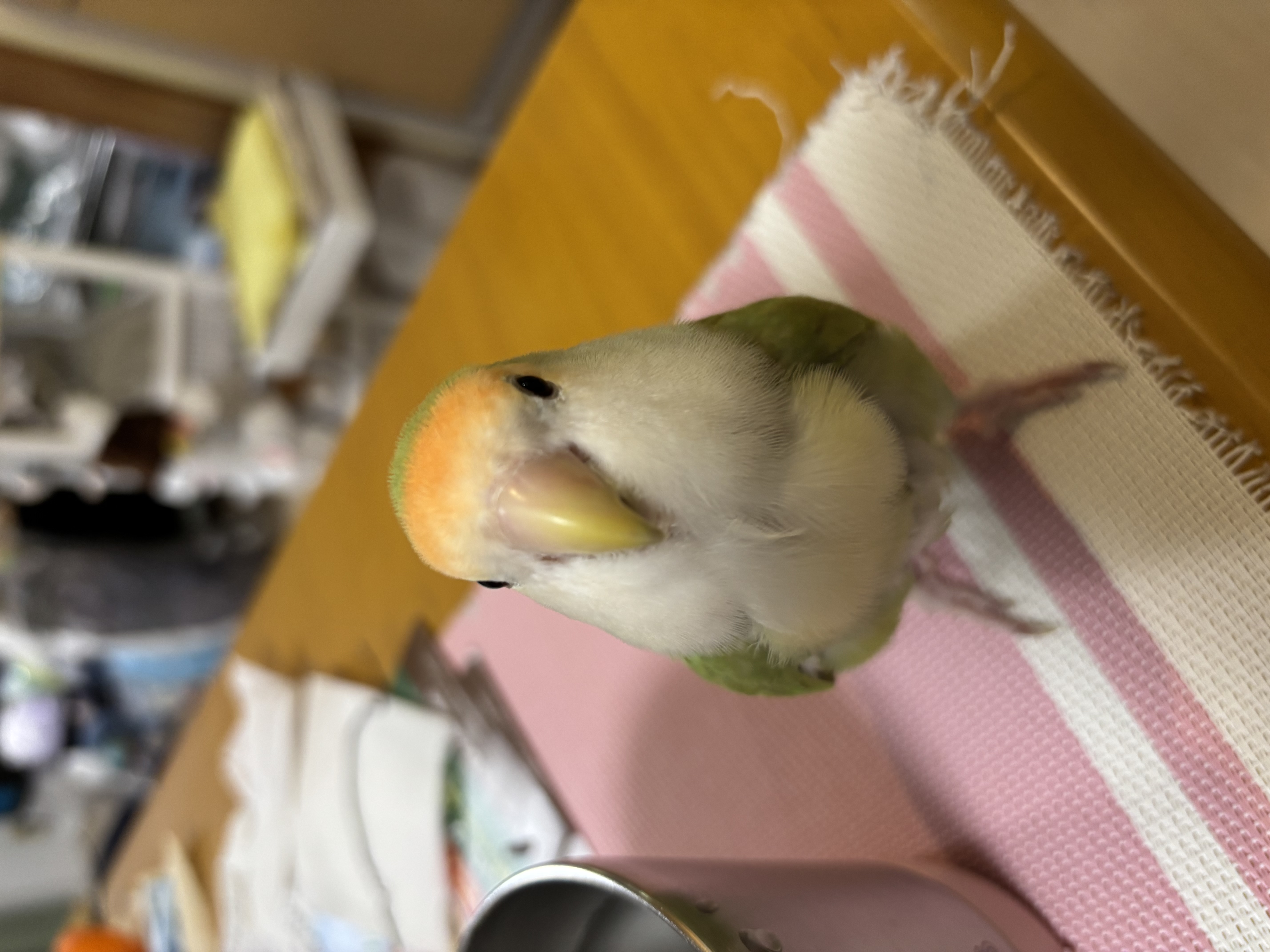 ゴールデンウィークはお休みします