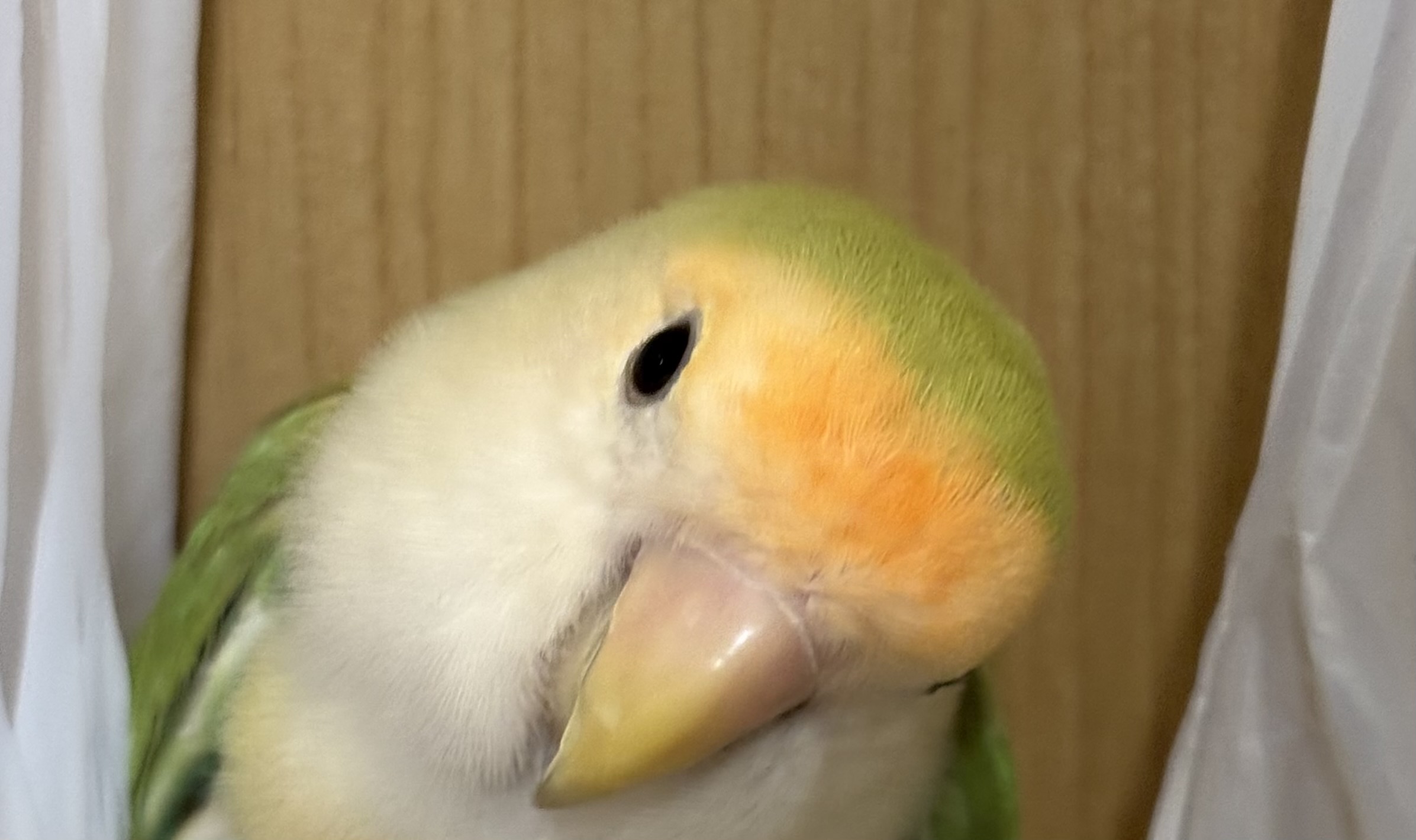 どうして　よもぎ　なの❓