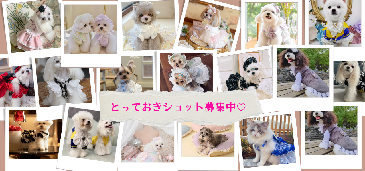 📢 着用画像大募集🐶🐱