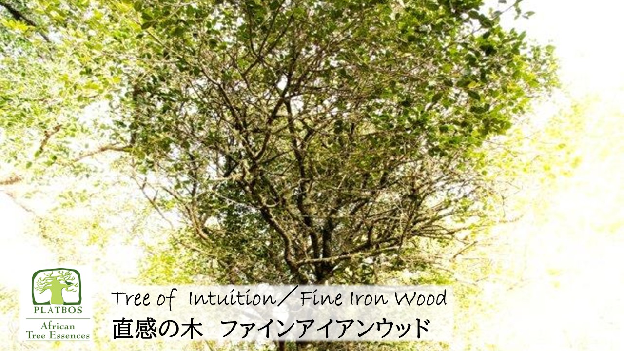 意識のWWW(無意識領域)を俯瞰する