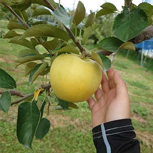 2025年9月　りんご生育状況！