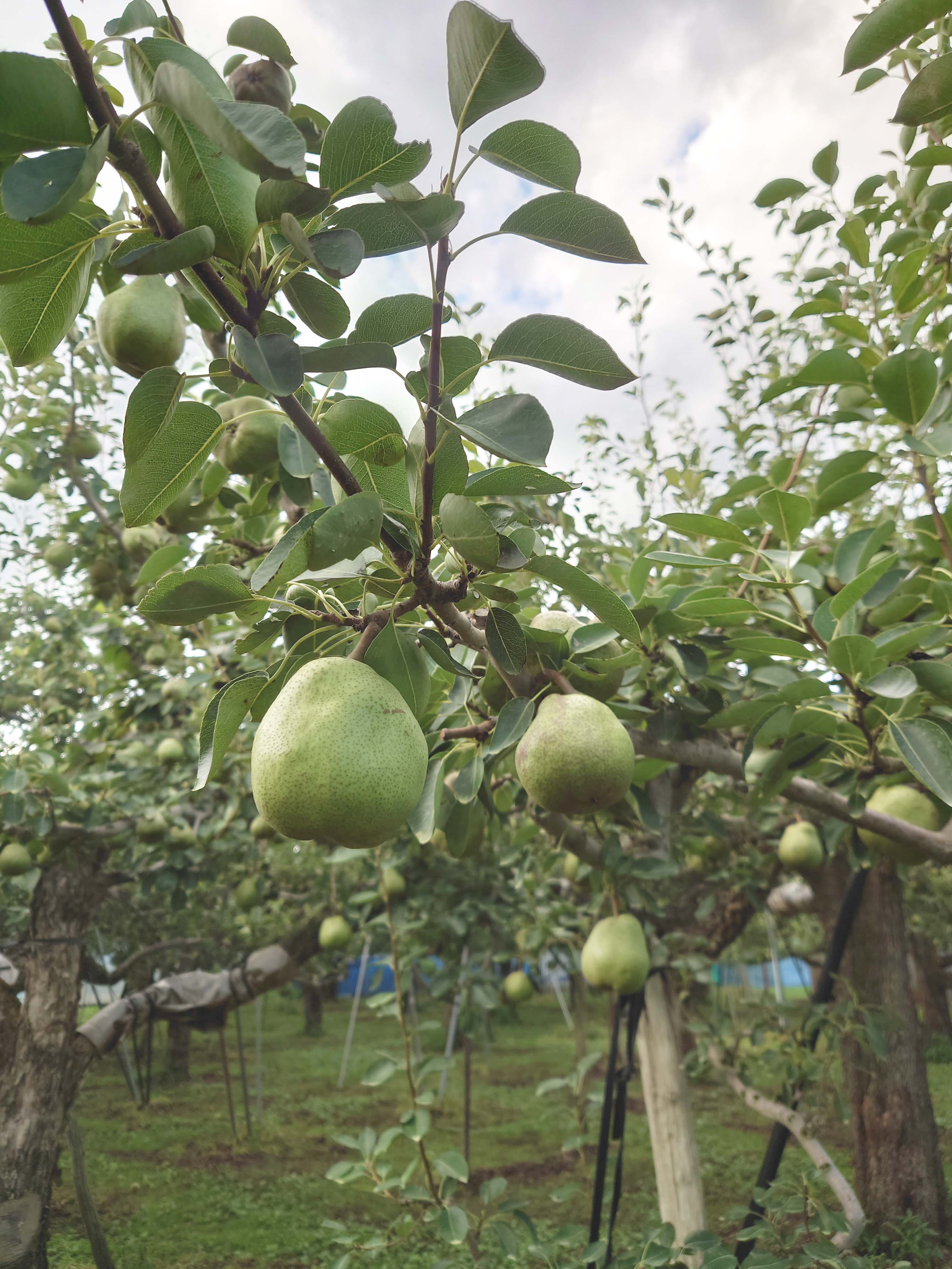 ラフランスの生育状況