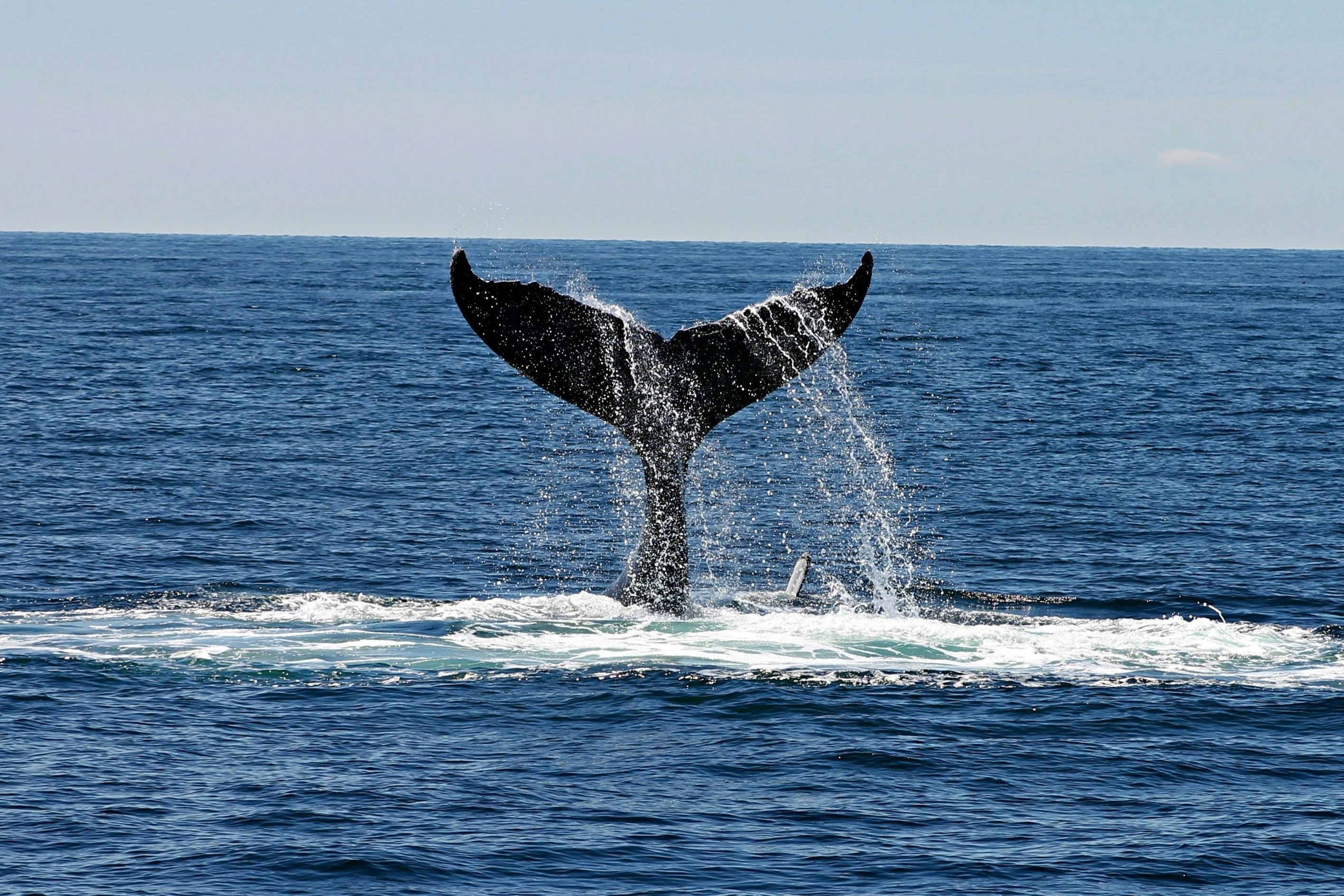 海と大地の調和を感じるホエールテールペンダント🐋