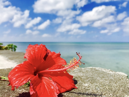 夢の島＆武蔵小杉イベントご来場に感謝を込めて🌺