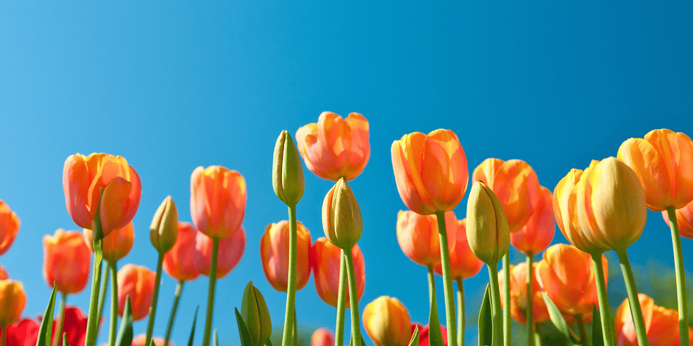 春のおでかけに持ちたい｜気分まで軽やかになるバッグ5選