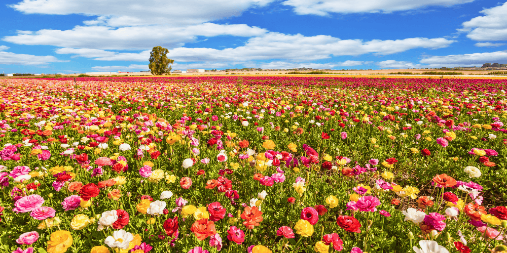 春のギフトに｜ココロ踊るフラワーイニシャルハンカチ特集