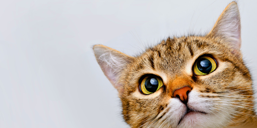 2/22「猫の日」特集｜仕事も勉強もはかどる“猫文具”6選