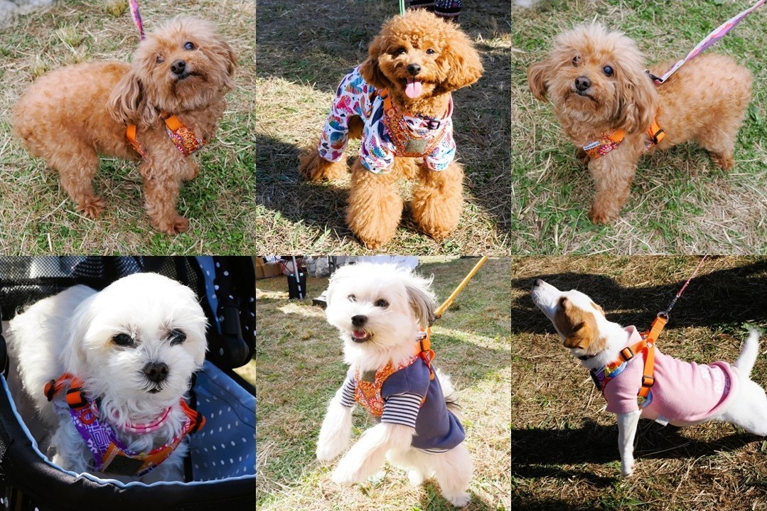 「ドッグフレンドリーフェスタ in 水元公園 2025 NOVEMBER」Vol.1