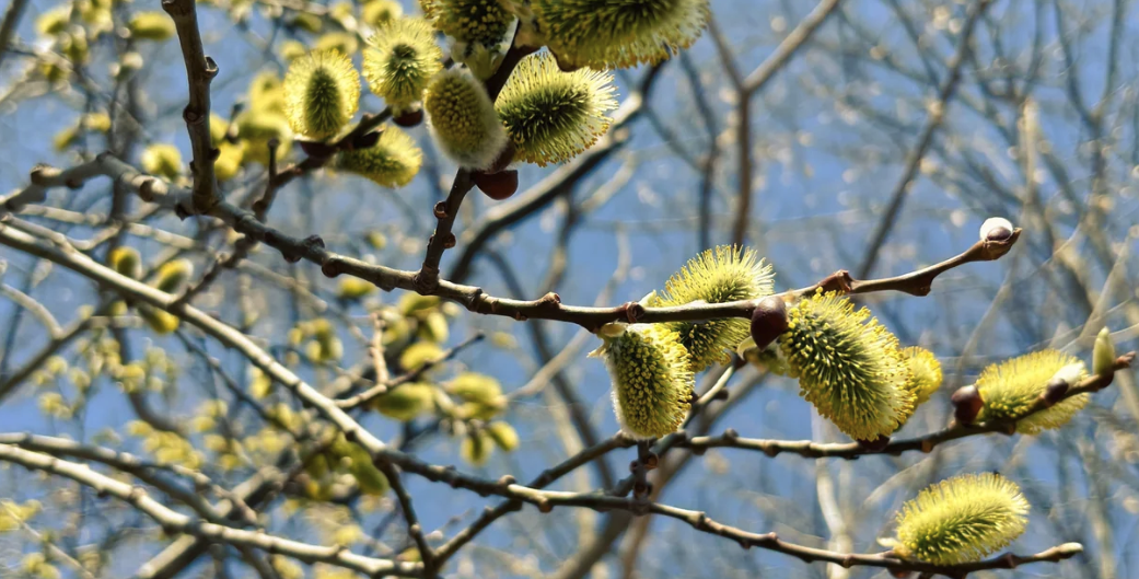 On the Occasion of NATUREFOLK.