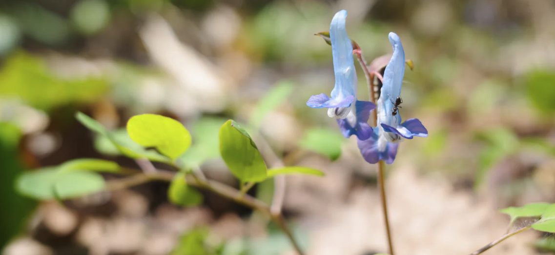 The wonderful wild vegetable gathering