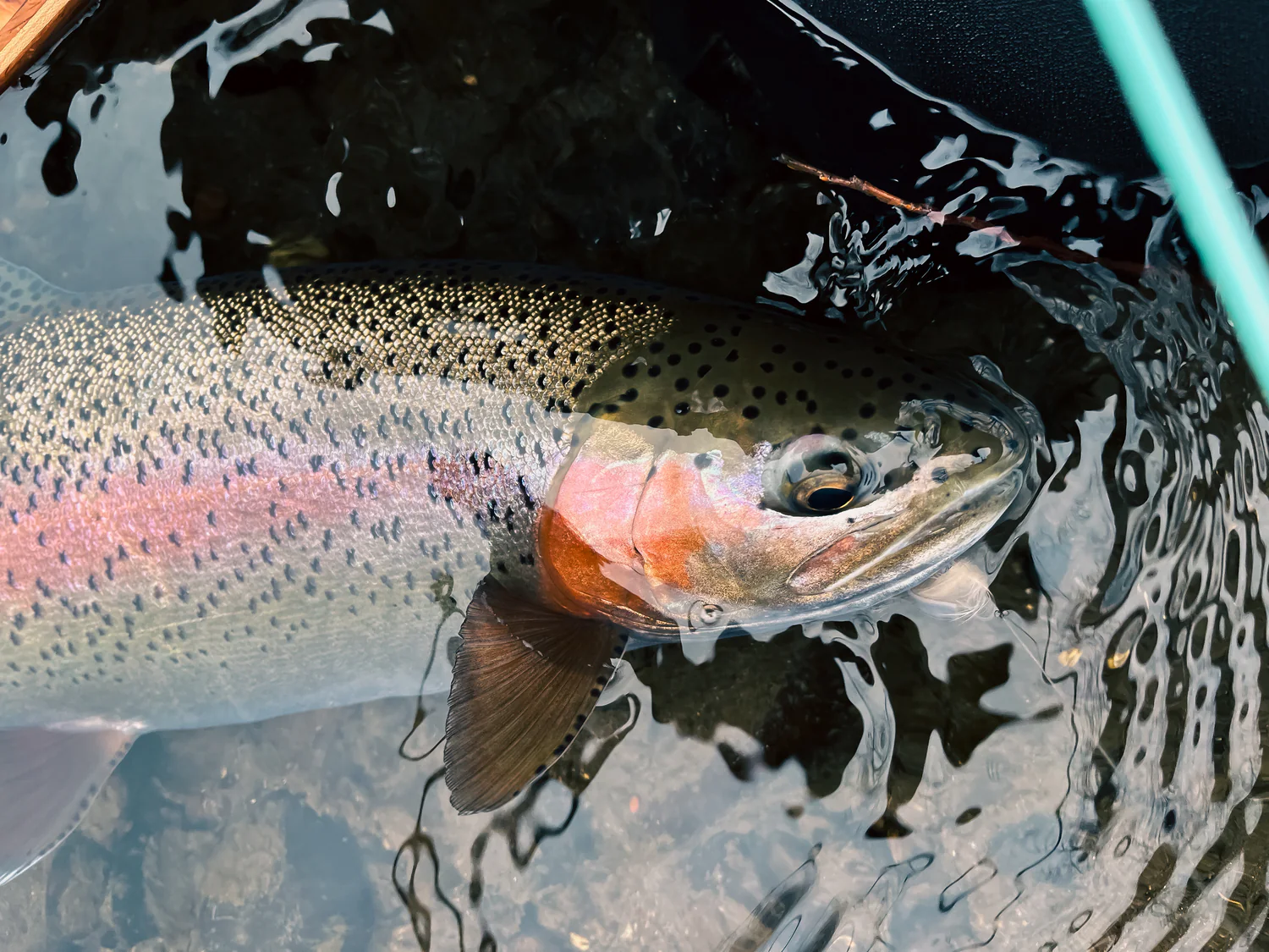 Friendly Trout
