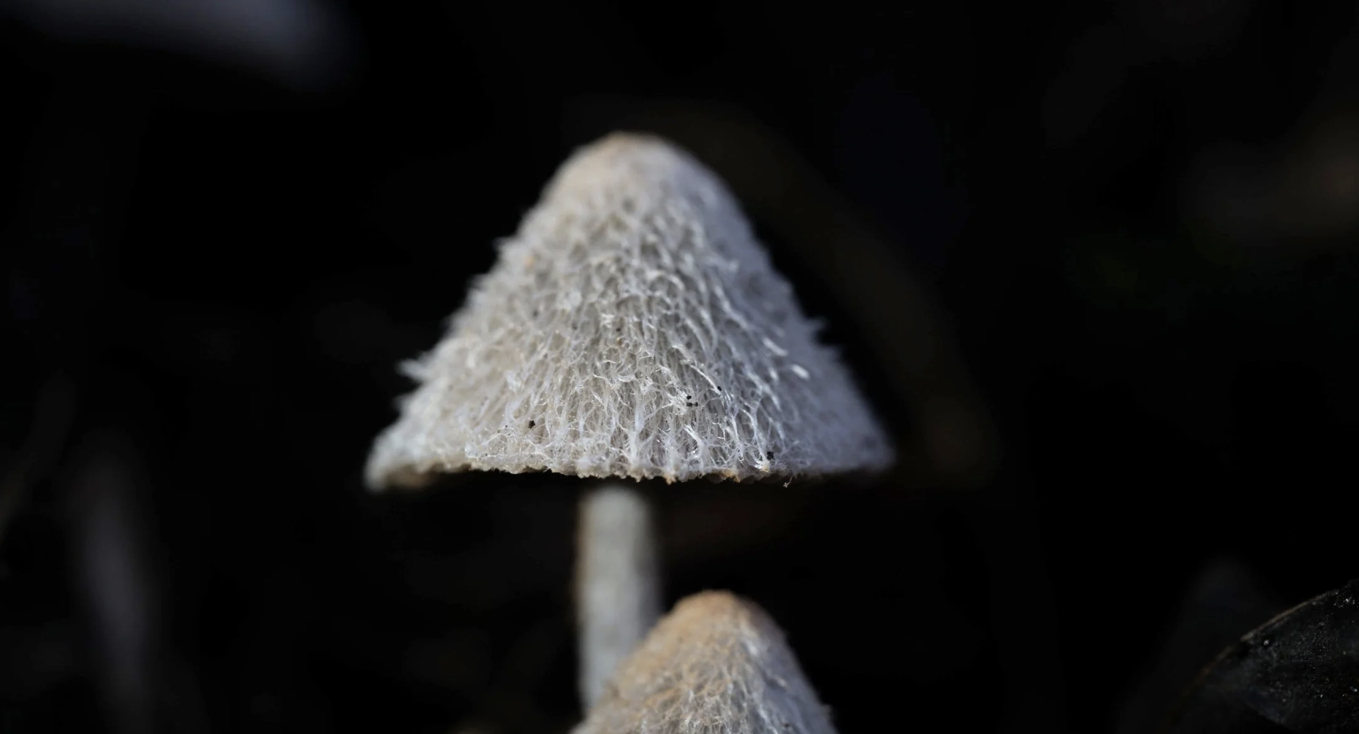 Just watching and photographing the forest