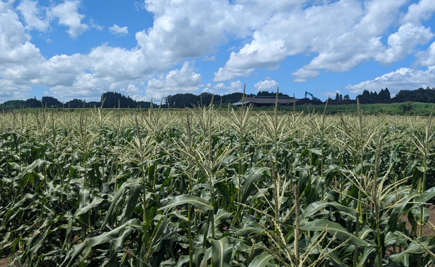 驚愕の糖度18度超え！「すごあまこーん」のこと🌽