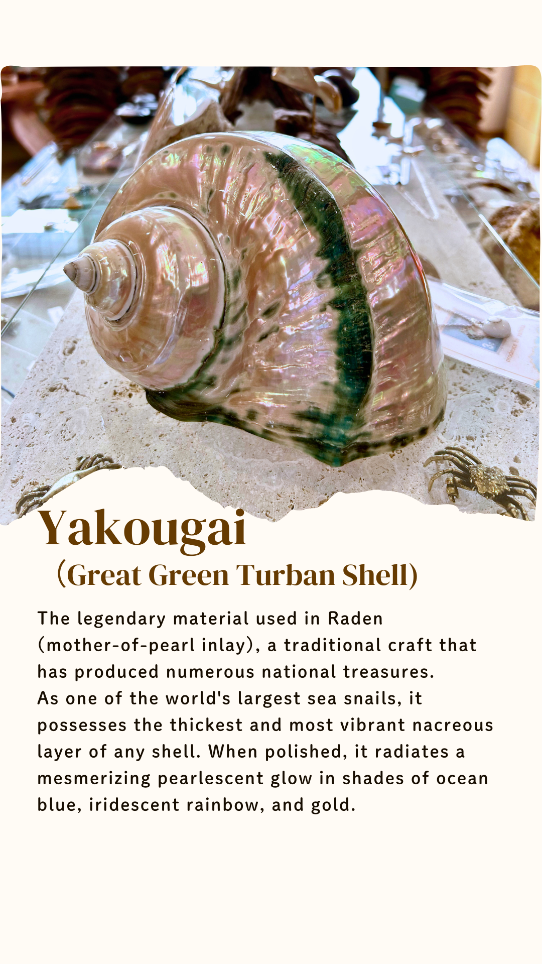 Yakougai  (Great Green Turban Shell)