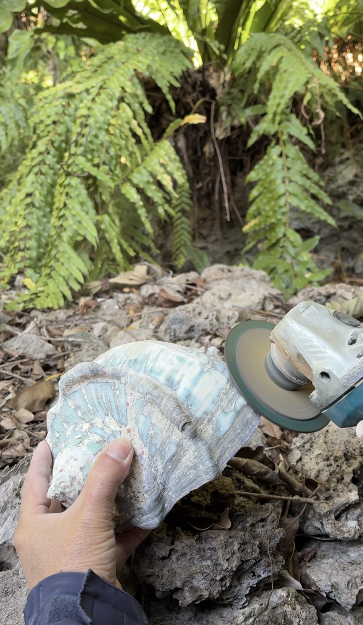 夜光貝の荒削り