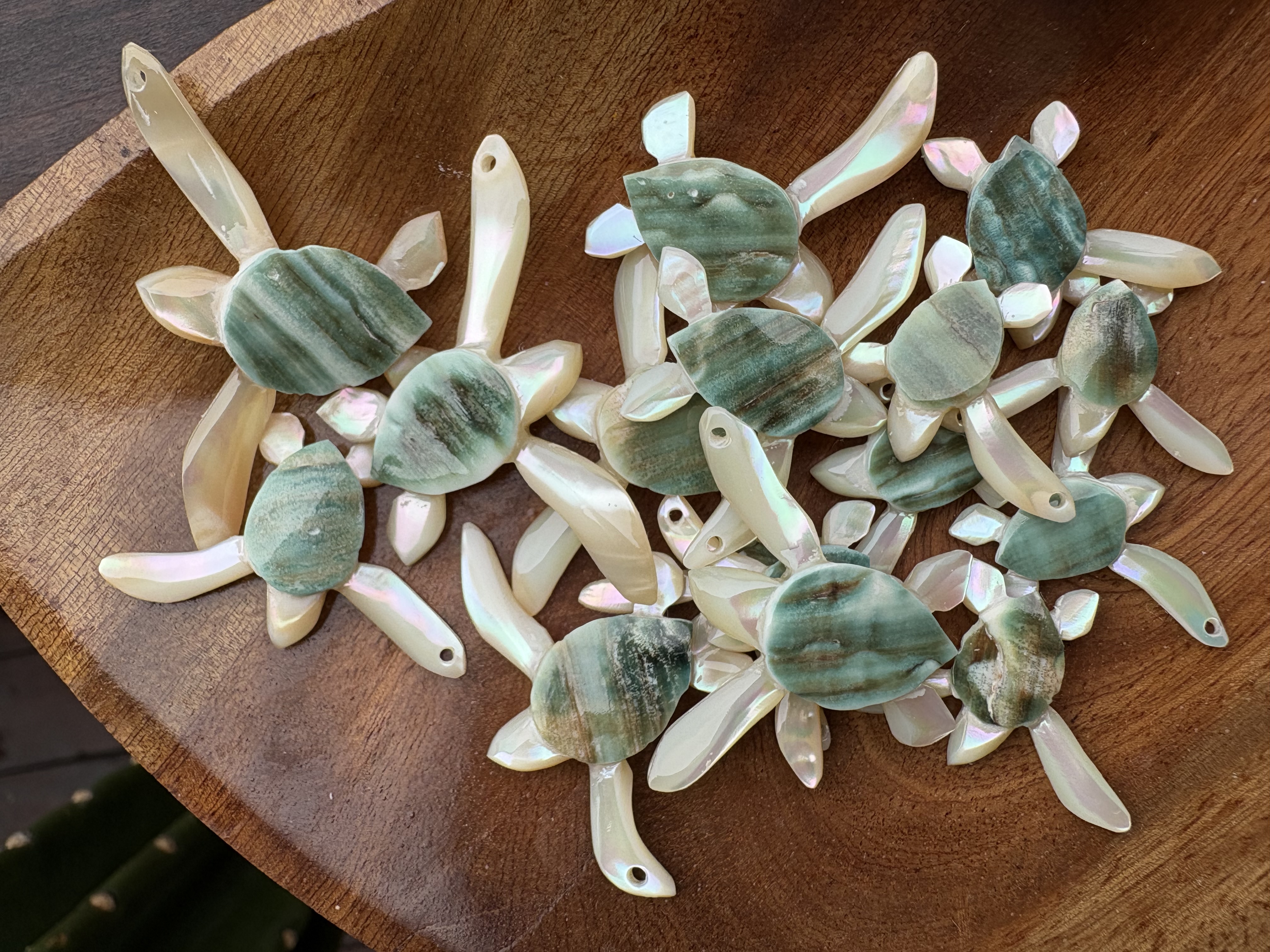 夜光貝の海ガメ