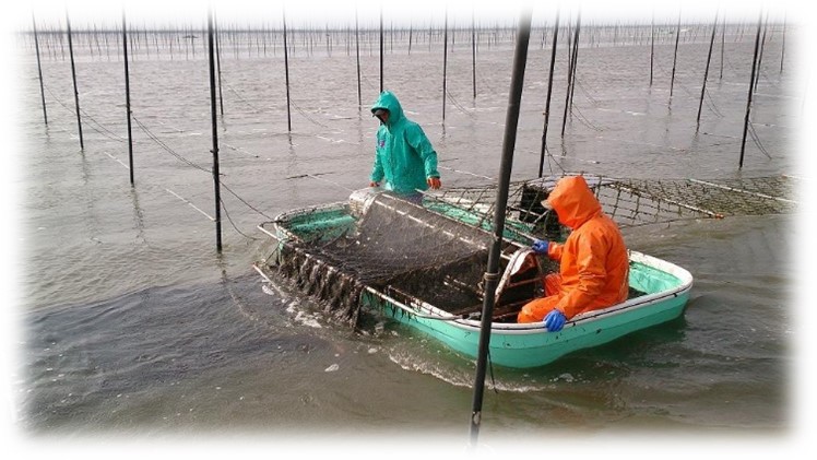 令和7年度の海苔の収穫はそろそろ終わり…