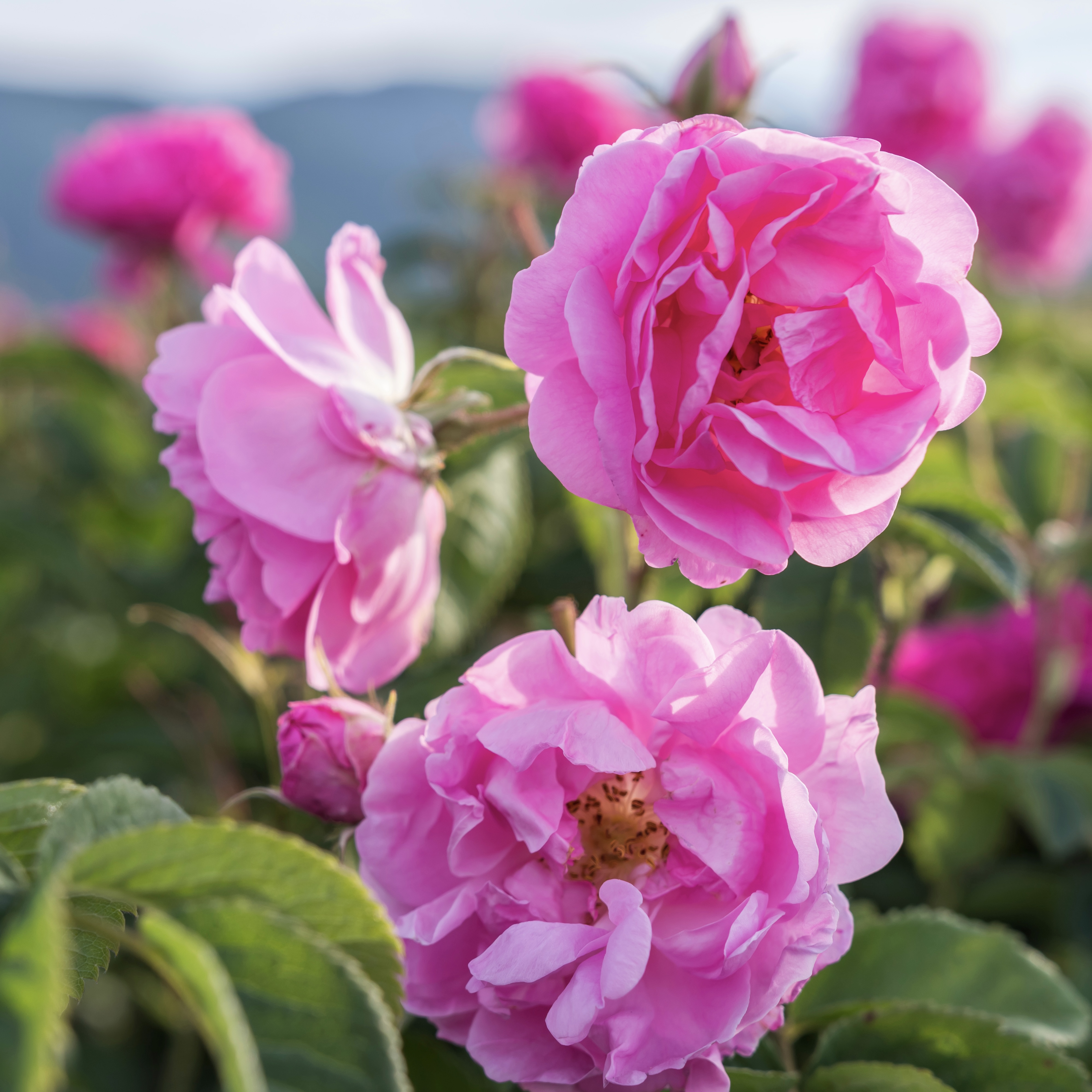 ローズ(ダマスク)