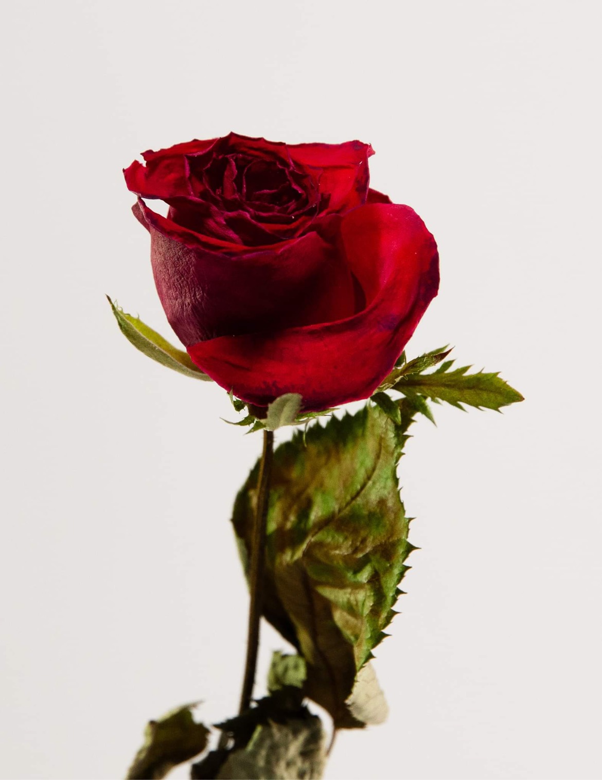 Mystic Flower オンラインショップオープン