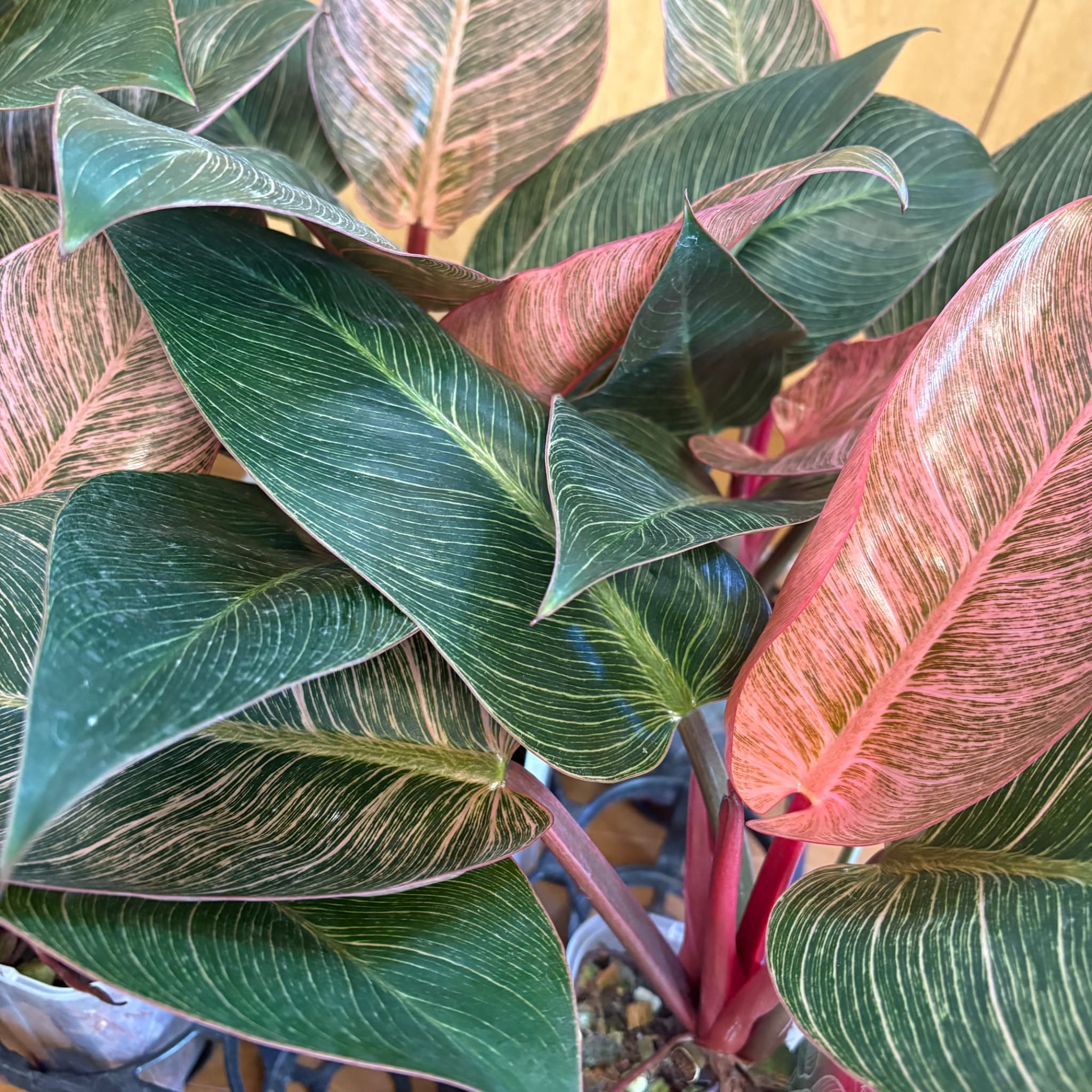 入荷情報🌺🌿