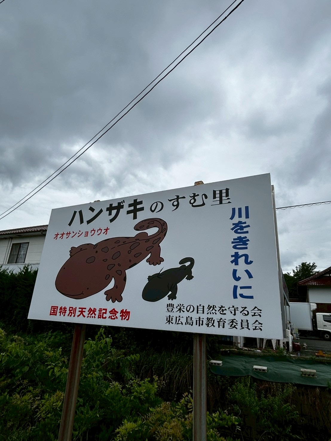 オオサンショウウオの住処