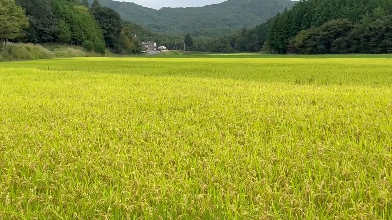 【動画】稲穂のせせらぎと虫の声