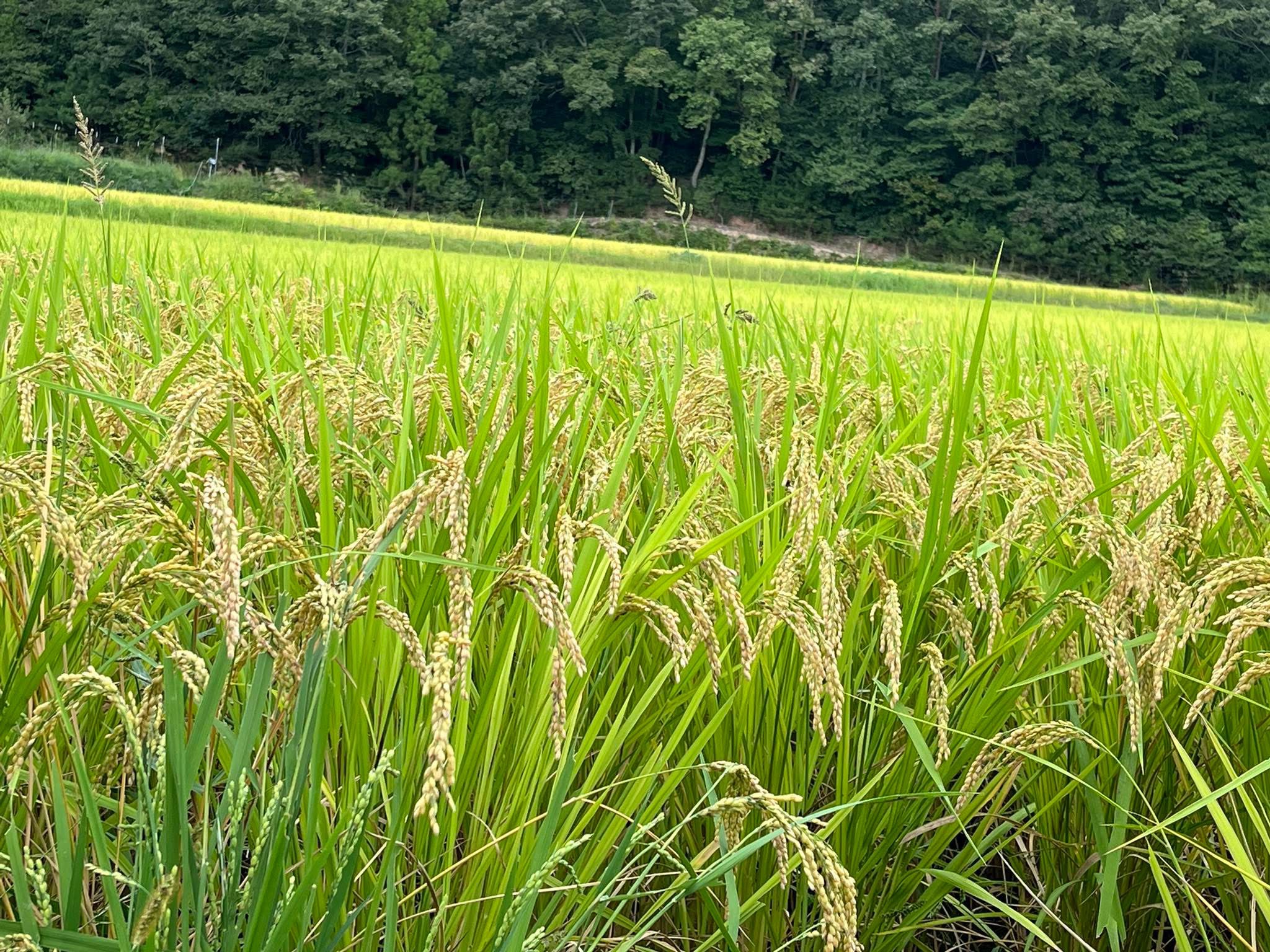 新米のコシヒカリを混ぜないで