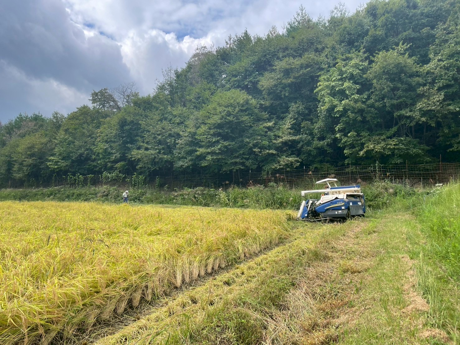我が家で1番美味しいコシヒカリ