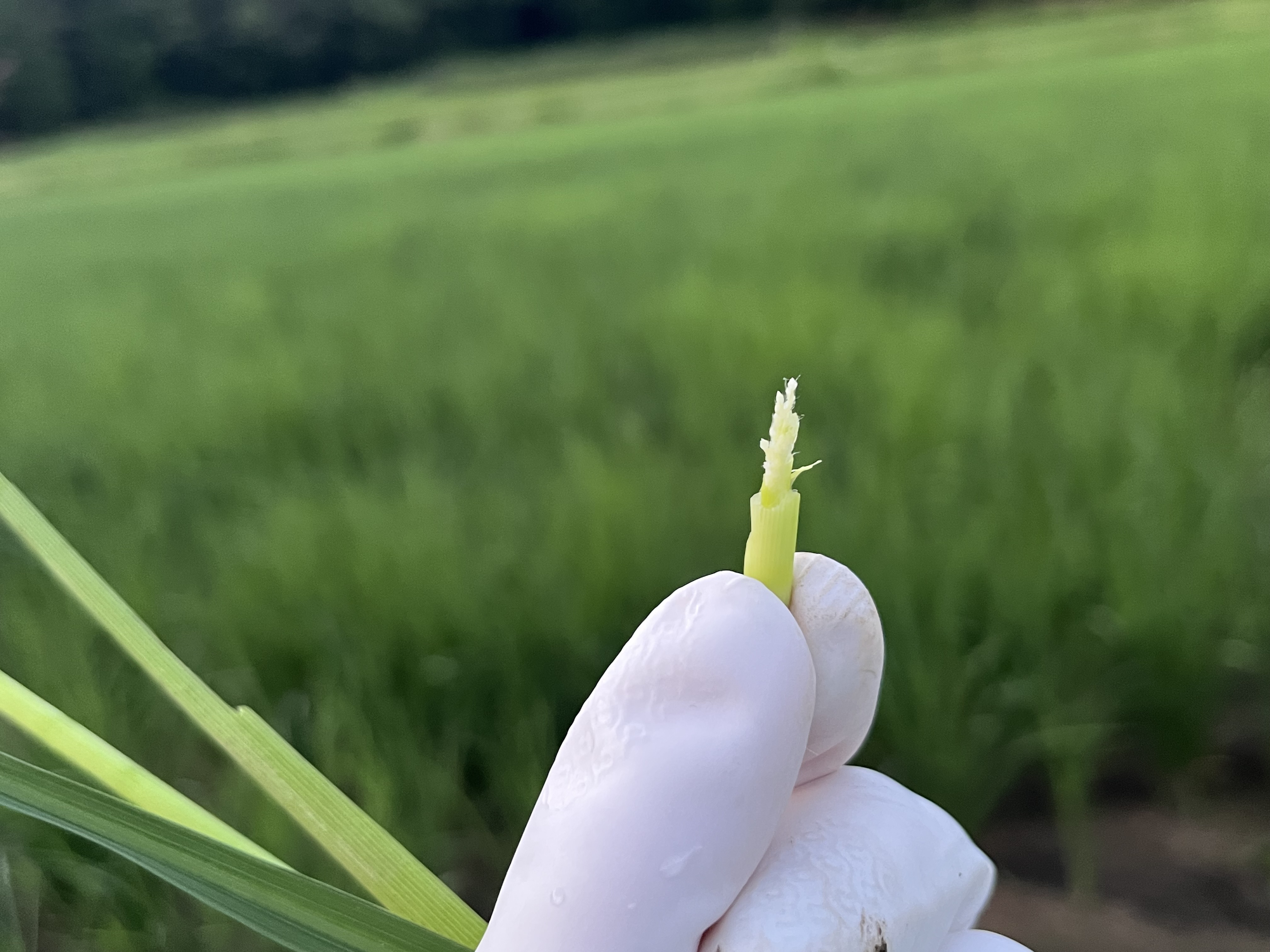 幼穂と呼ばれる、お米の赤ちゃん👶