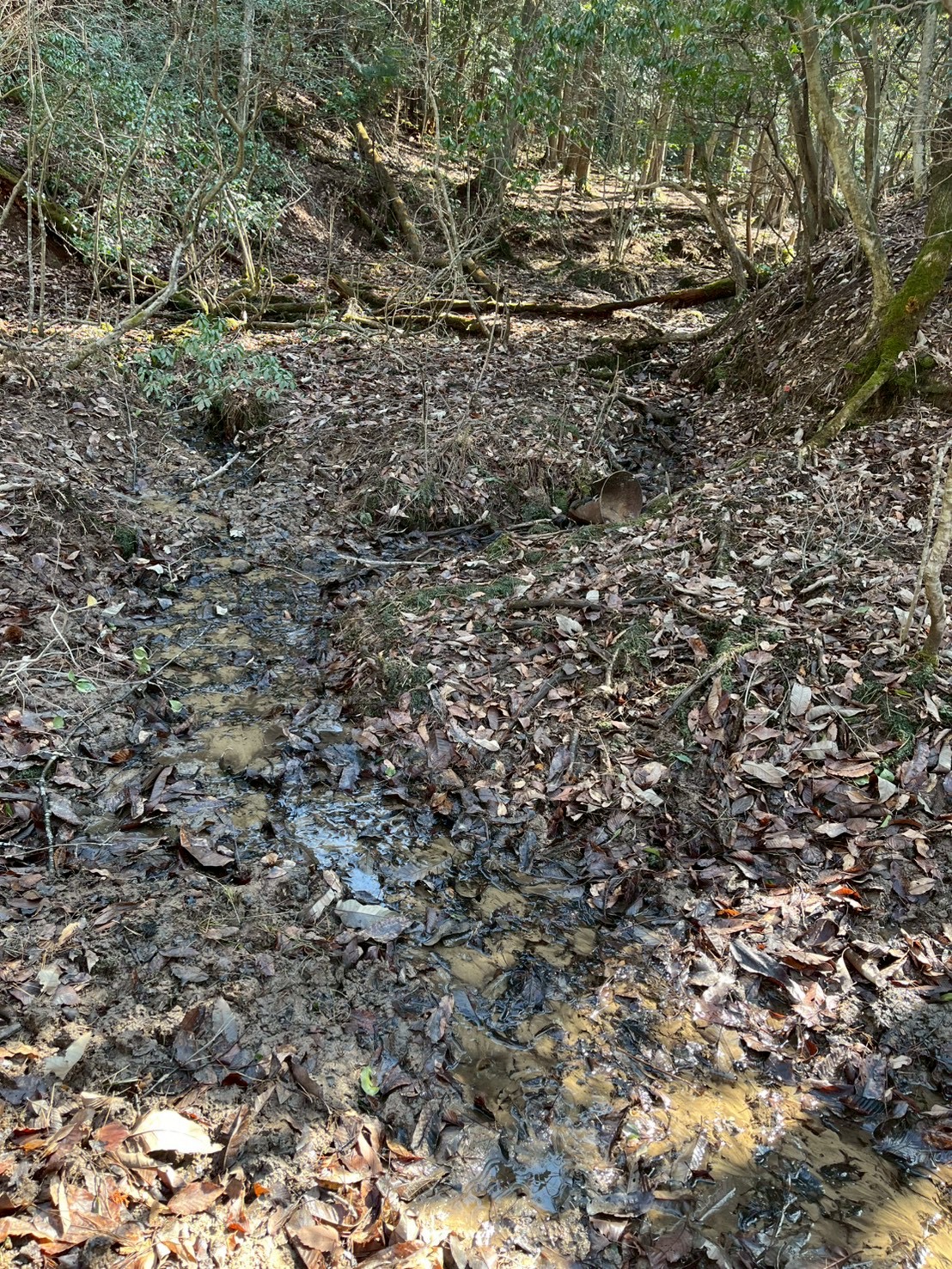 湧き水の小川の輝き