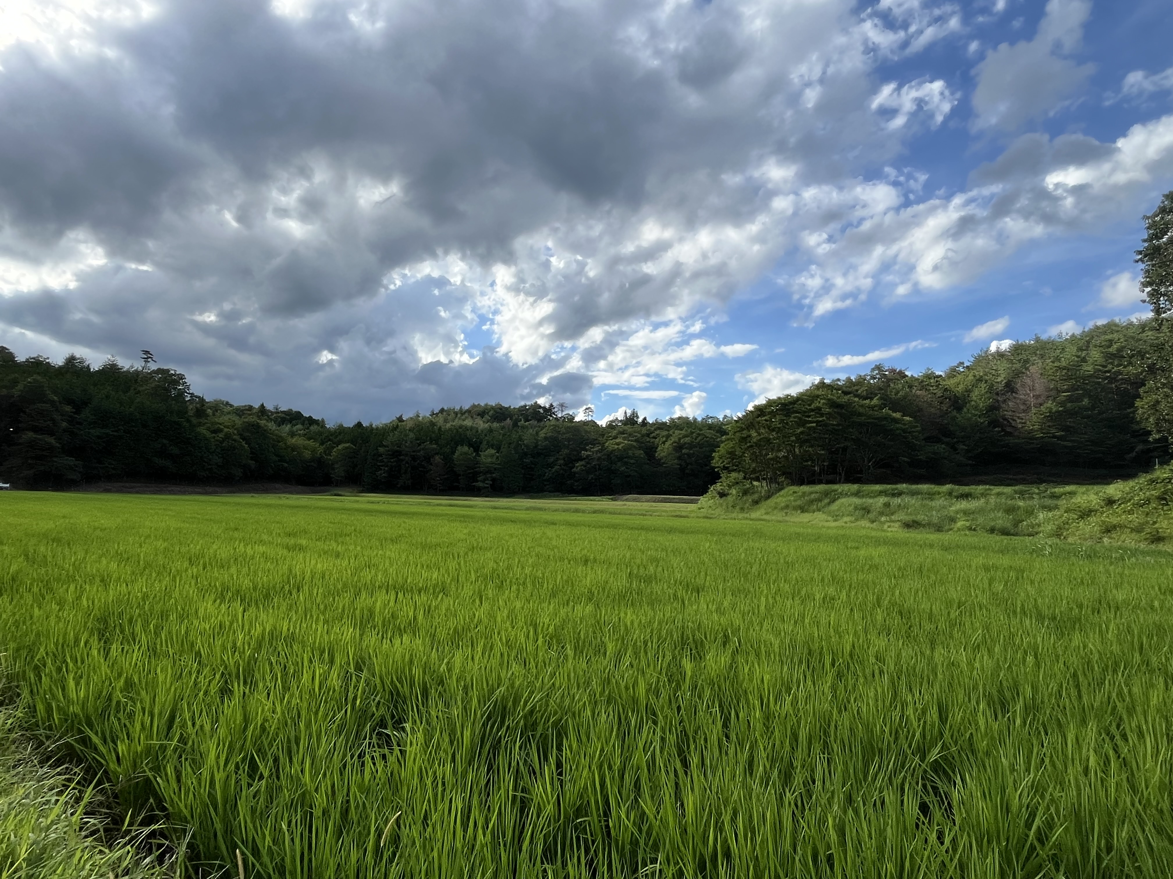 リアル草刈りゲーム