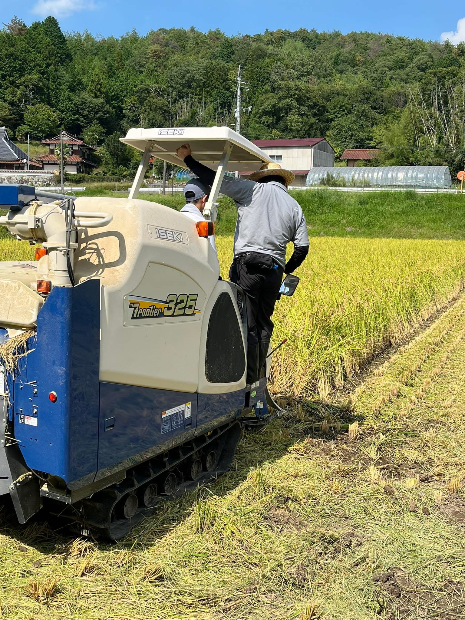 稲刈りのはじまりも伸び伸びと