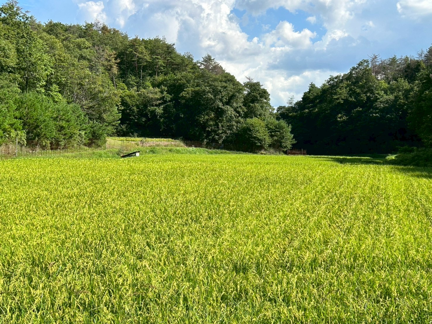 もう少しで収穫です！