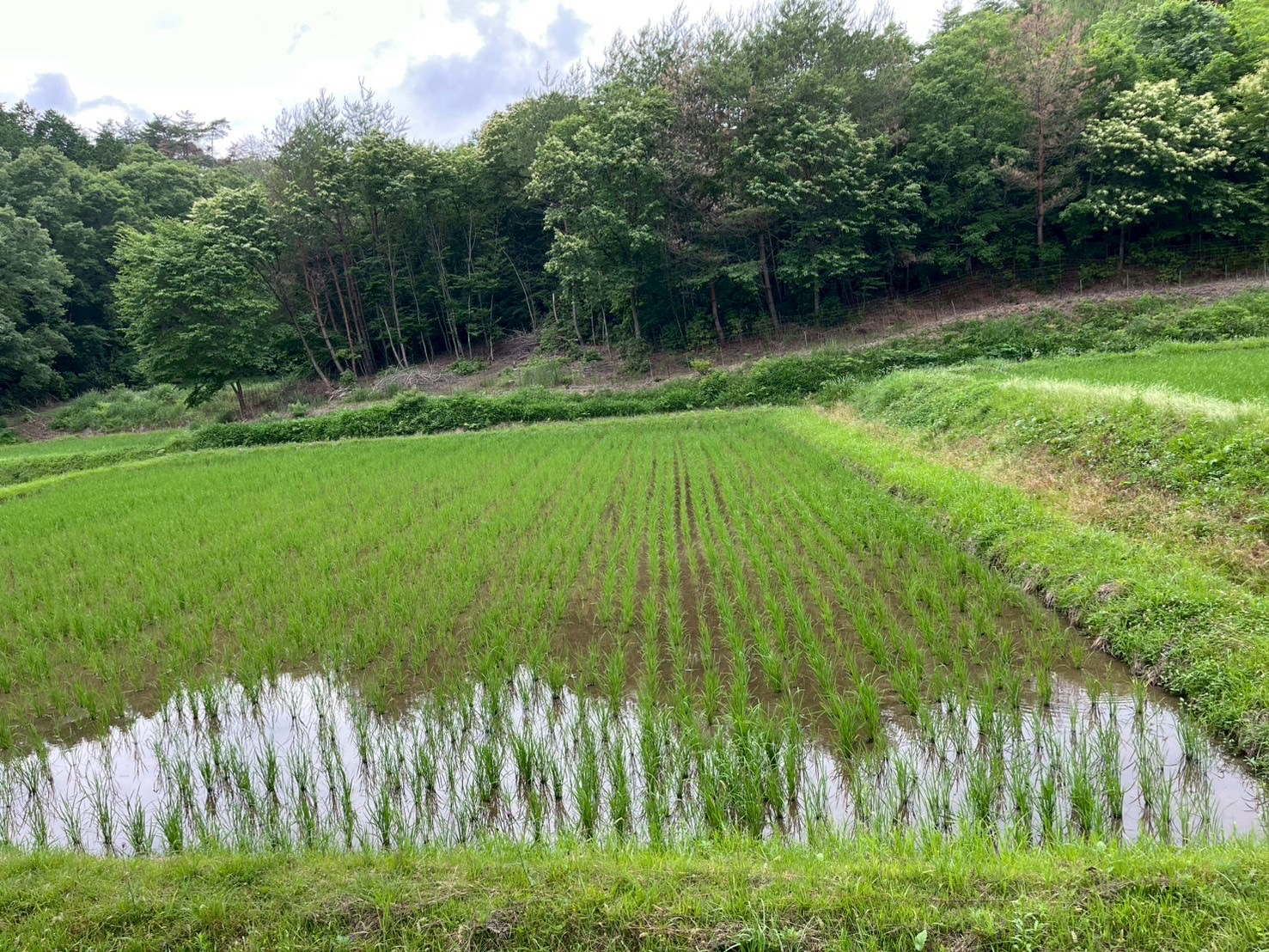真っ直ぐ植える日本人魂