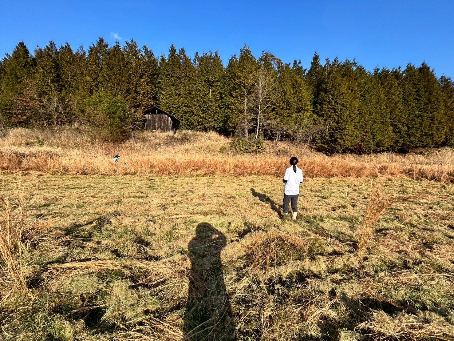 耕作放棄地の草刈りは大変!