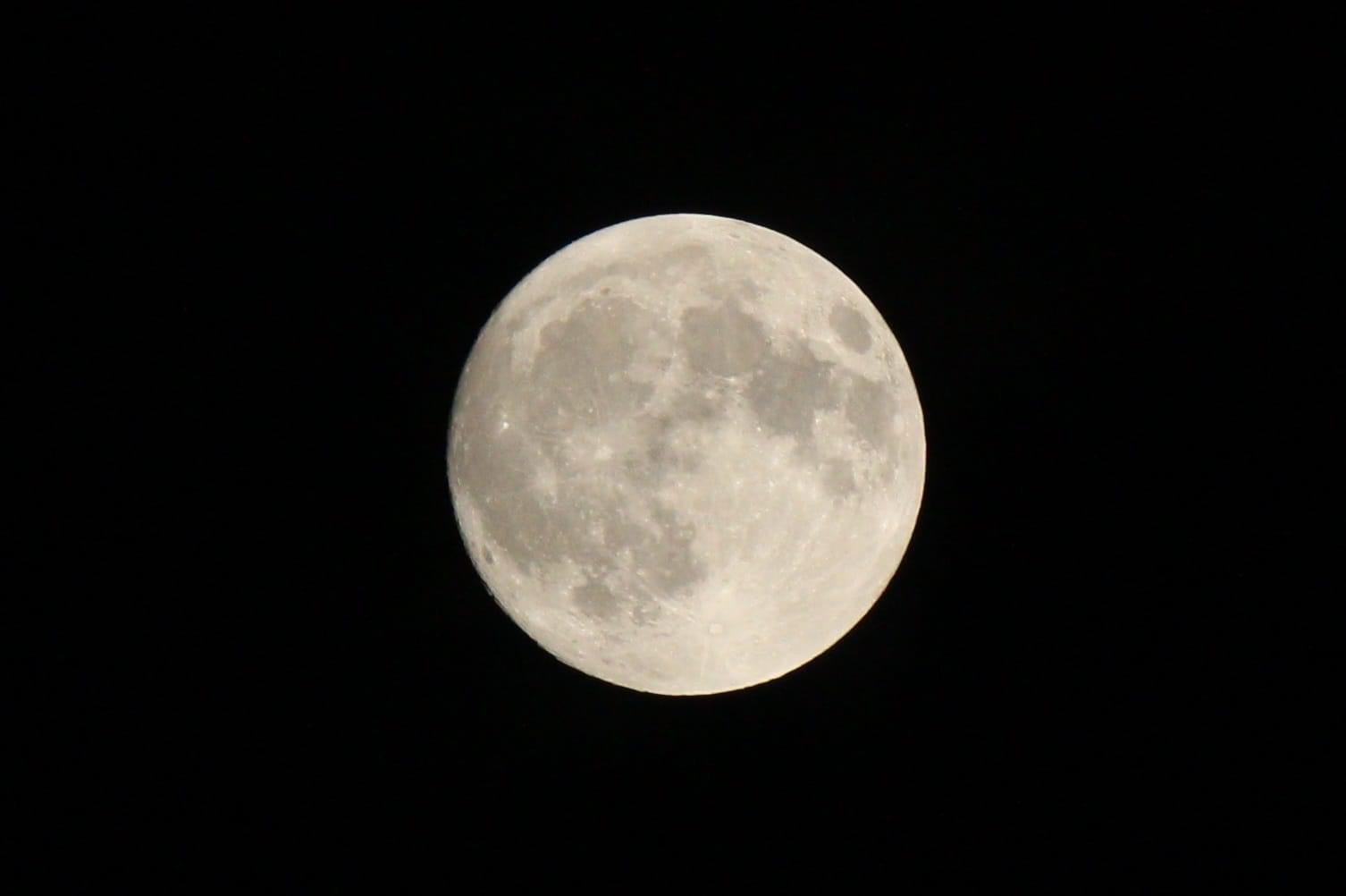 【日記】夏の夜は賑やか