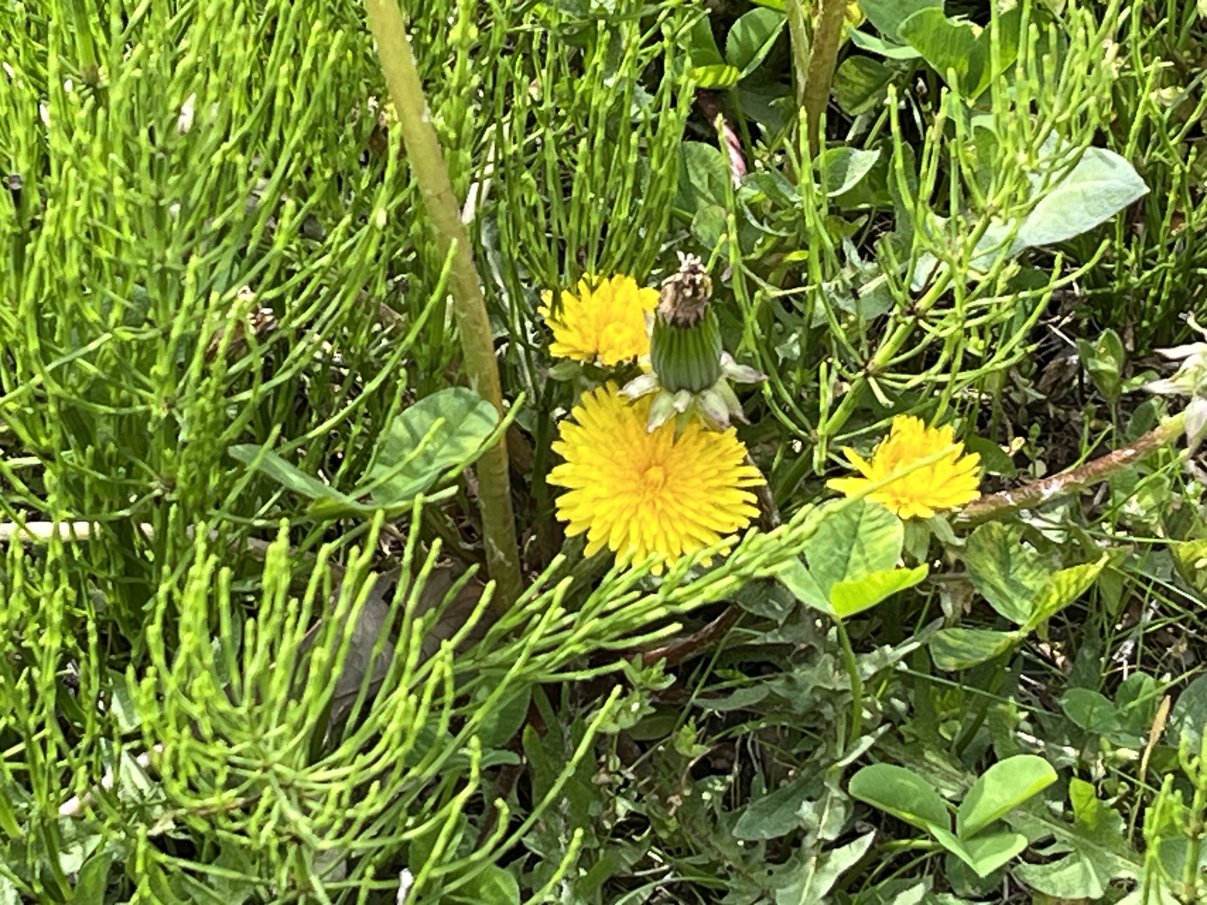 次女の優しいおむすび
