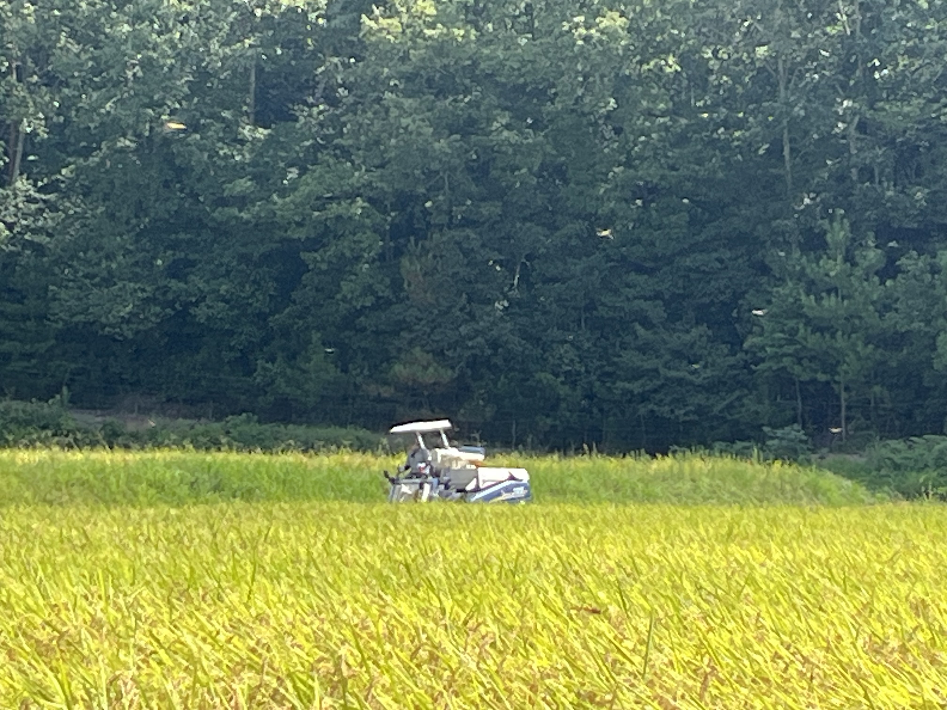 コシヒカリの稲刈りをしました🌾